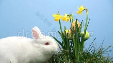 兔宝宝用复活节鸡蛋粘在一堆水仙花里